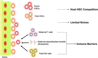 Experimental and clinical progress of in utero hematopoietic cell transplantation therapy for congenital disorders